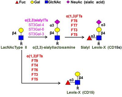 The First Step in Adoptive Cell Immunotherapeutics: Assuring Cell Delivery via Glycoengineering